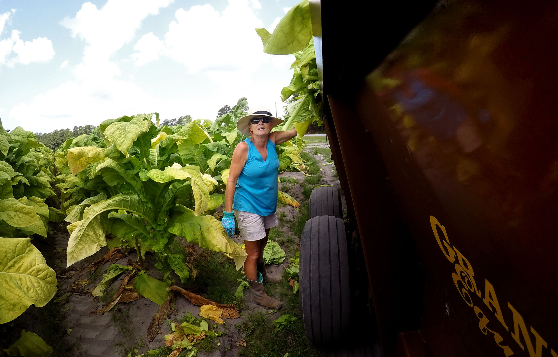 tobacco strickland_JM12.JPG